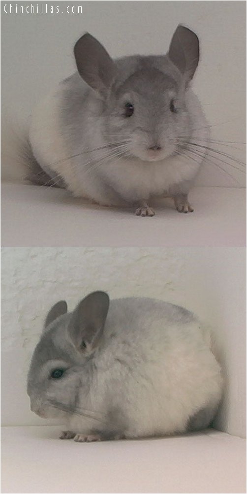 1729 Ebony and White Mosaic Female Chinchilla