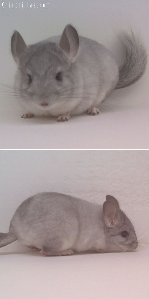 1745 Silver ( Sapphire Carrier ) Female Chinchilla