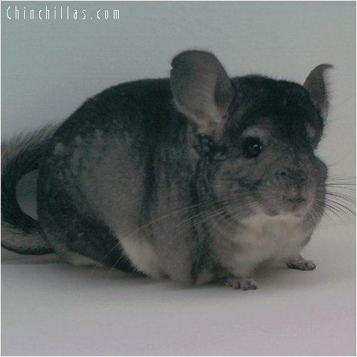 1731 Large Standard Male Chinchilla