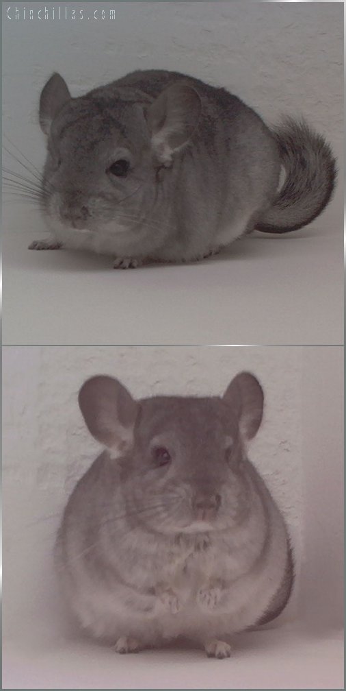 1744 Standard ( Sapphire Carrier ) Female Chinchilla