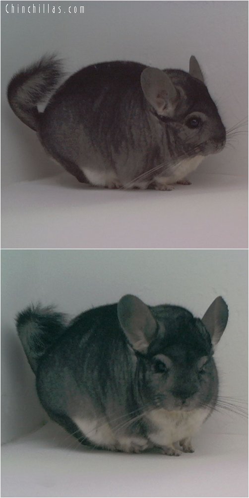 1730 Large Showable Standard Male Chinchilla