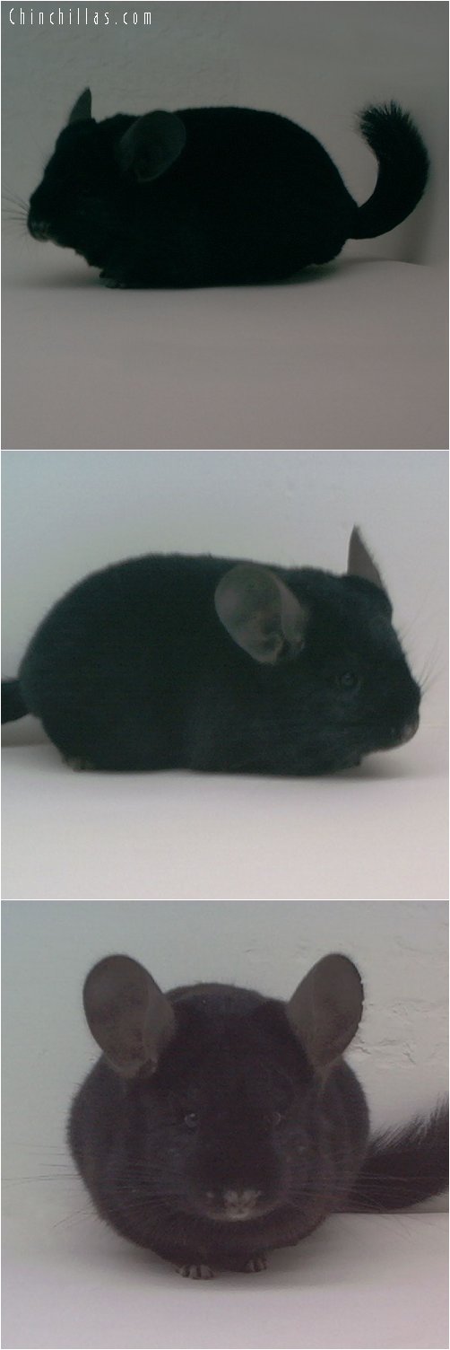 1741 Top Show Quality Homozygous Ebony Female Chinchilla