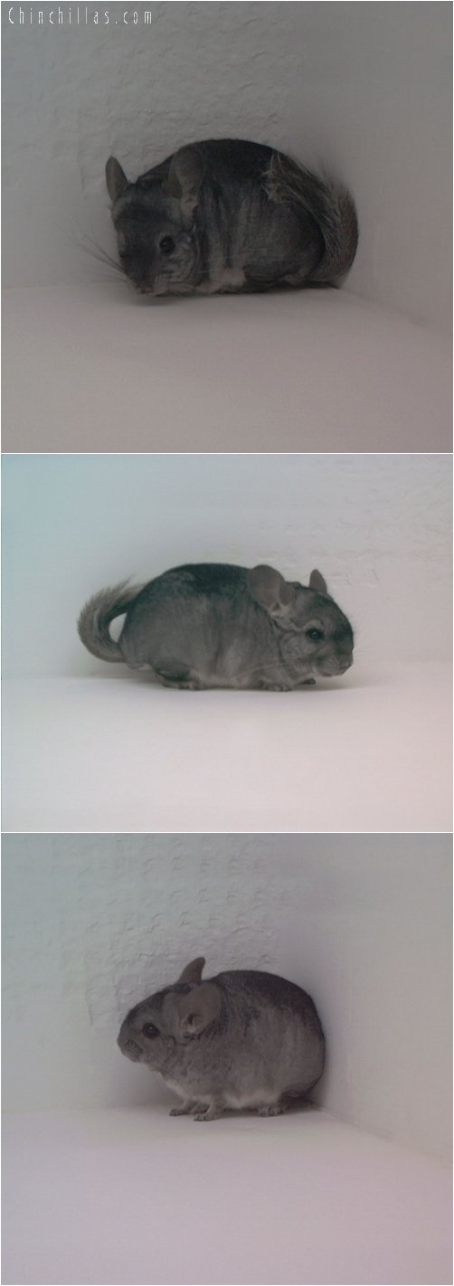 1746 Standard Dwarf / Mini Male Chinchilla