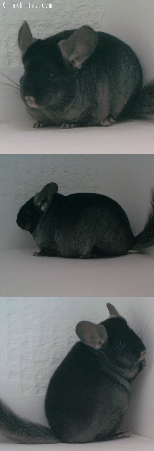 1740 Show Quality TOV Ebony Female Chinchilla