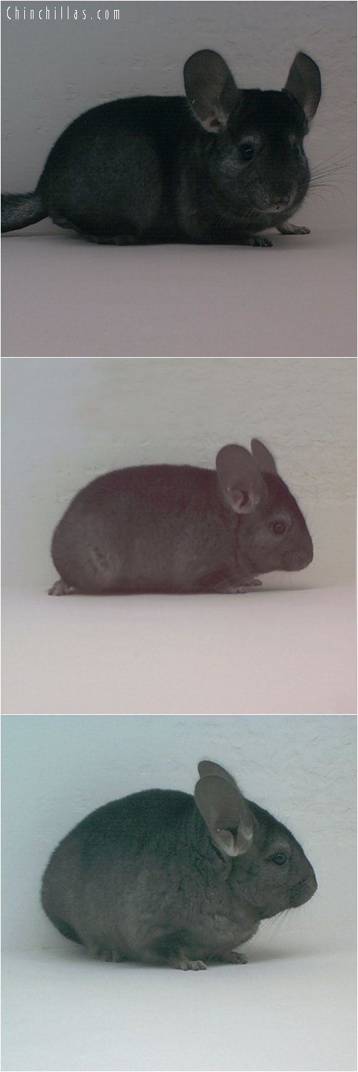 1708 Medium to Dark Heterozygous Ebony Female Chinchilla