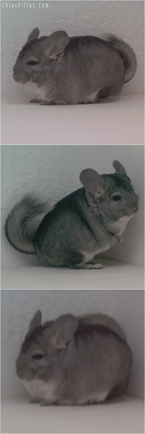 1756 Proven Show Standard Female Chinchilla