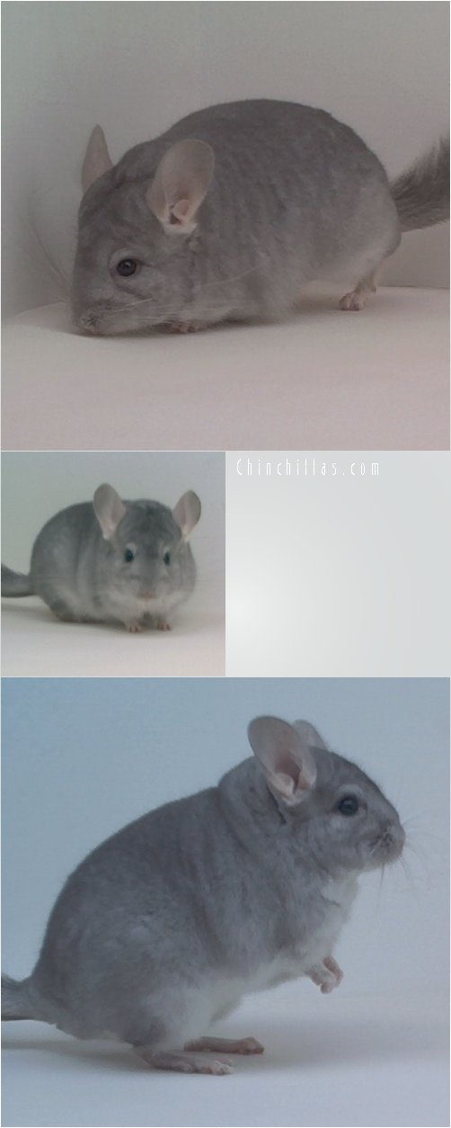 1782 Top Show Quality Sapphire Male Chinchilla