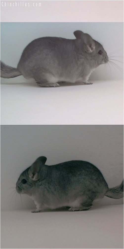 1783 Standard ( Sapphire Carrier ) Female Chinchilla