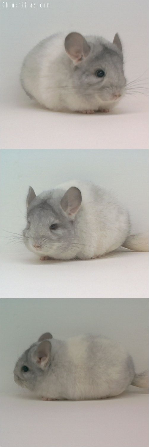 1776 Show Quality Mosaic Female Chinchilla