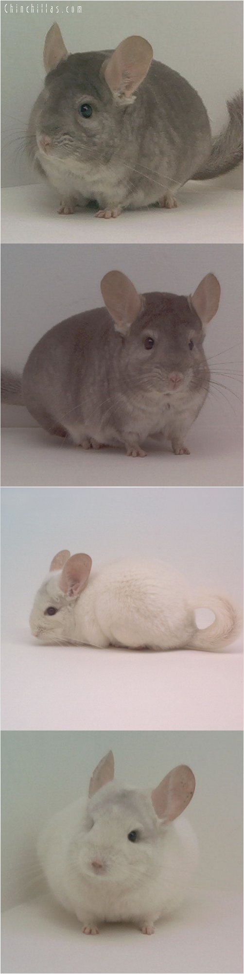 Lot 30 Heterozygous Beige & Pink White Pair