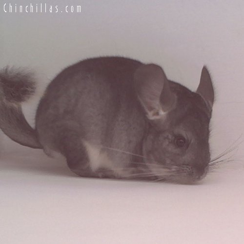 1742 Standard ( Violet Carrier ) Female Chinchilla