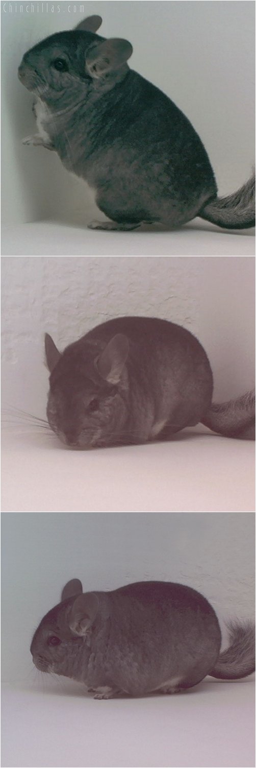 1768 Show Quality Standard Female Chinchilla