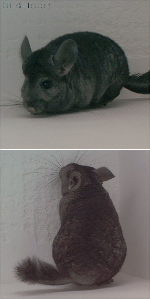 1717 Heterozygous Ebony Female Chinchilla