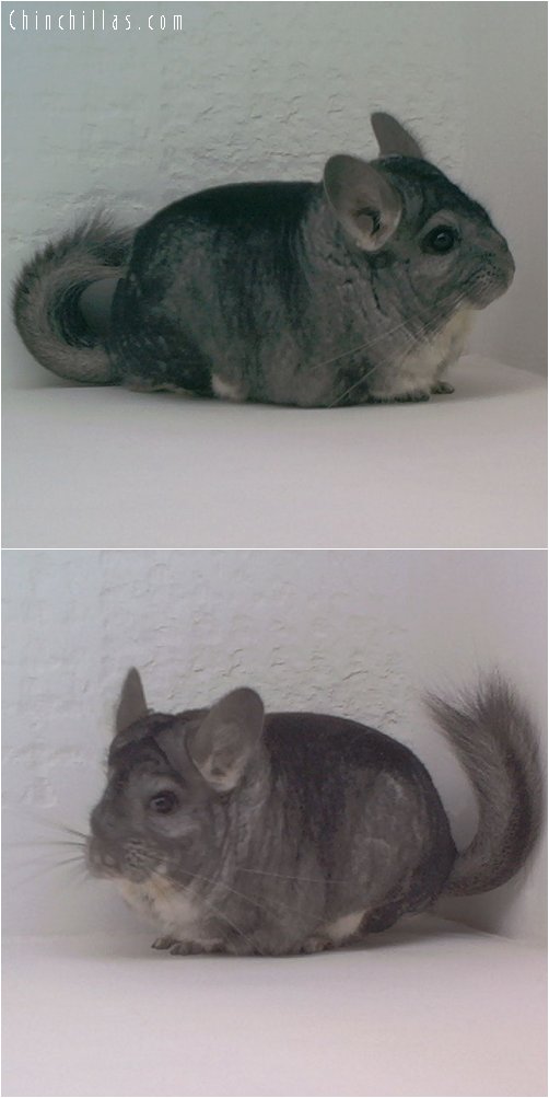 1771 Extra Large Standard Male Chinchilla