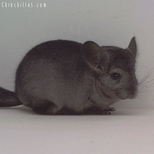 1654 Hetero Ebony ( Violet Carrier ) Female Chinchilla