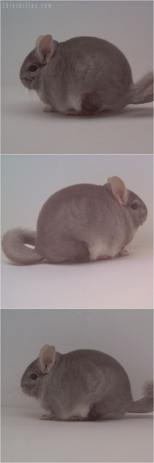 1754 Extra Blocky Beige Male Chinchilla