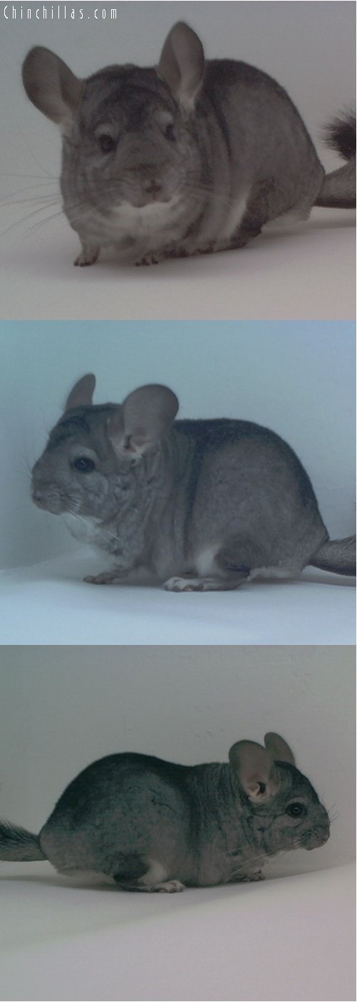 1705 Not for Show Standard ( Violet Carrier ) Female Chinchilla