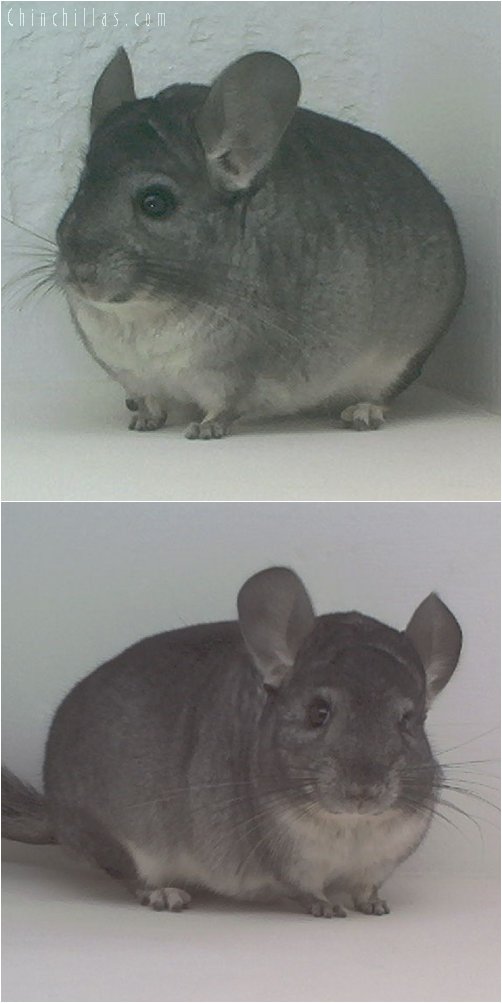 1784 Standard ( Ebony Carrier ) Female Chinchilla