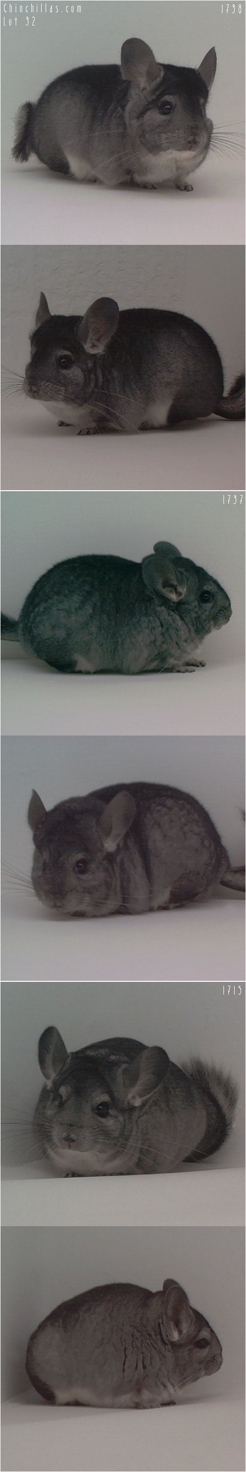 Lot 32 Three Show Quality Standard Female Chinchillas