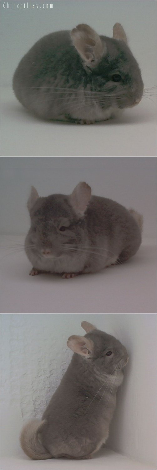 1793 TOV Beige / Brown Velvet Female Chinchilla