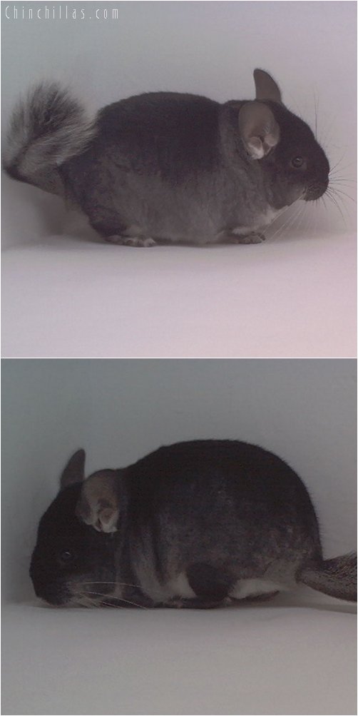 1806 Show Quality Black Velvet ( Violet Carrier ) Male Chinchilla