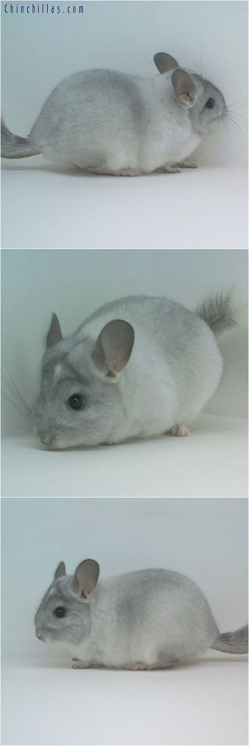 1748 Silver Mosaic ( Possible Ebony Carrier ) Male Chinchilla