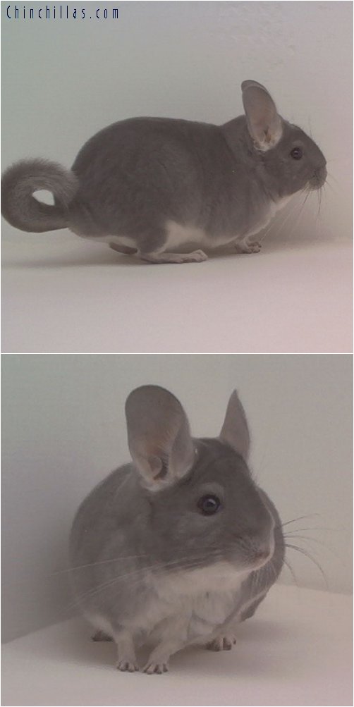 1795 Show Quality Violet Female Chinchilla