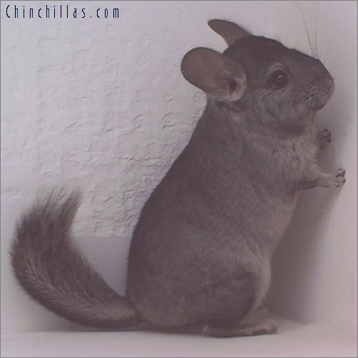 1801 Standard ( Ebony & Violet Carrier ) Female Chinchilla