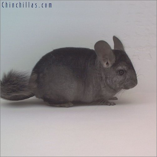 1797 Heterozygous Ebony ( Violet Carrier ) Female Chinchilla