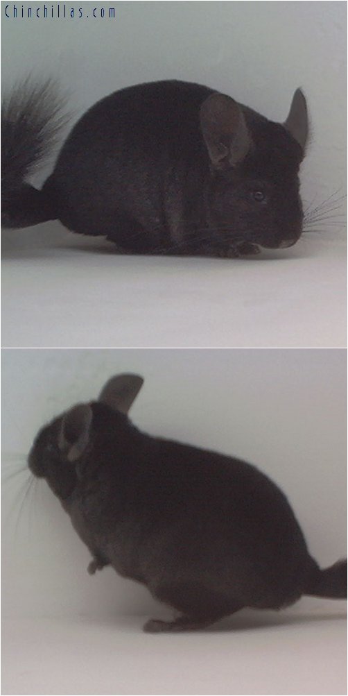 1799 Show Quality Ebony Female Chinchilla