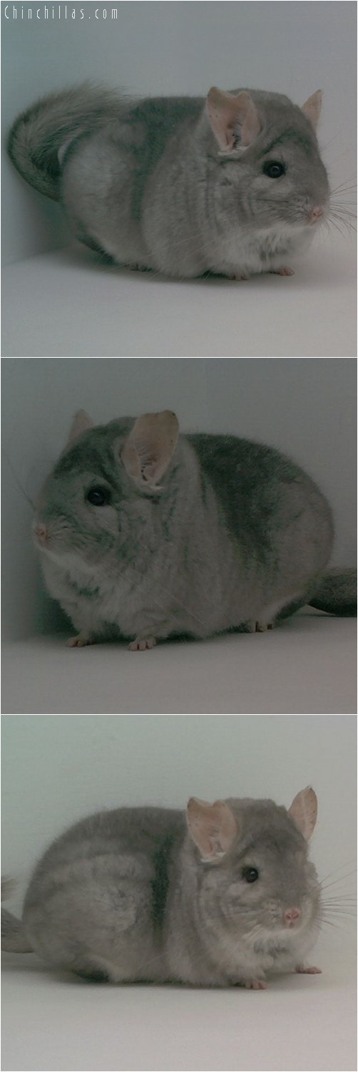 1812 Brevi-type Beige Female Chinchilla