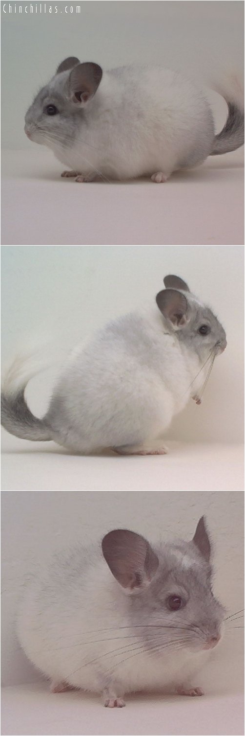 1814 Show Quality White Mosaic Female Chinchilla