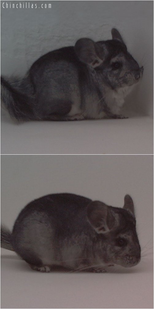 1796 Standard ( Violet Carrier ) Female Chinchilla