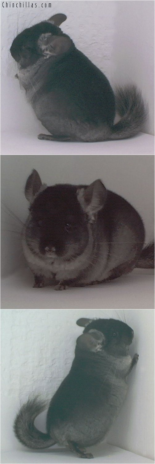 1825 TOV Light Heterozygous Ebony Male Chinchilla