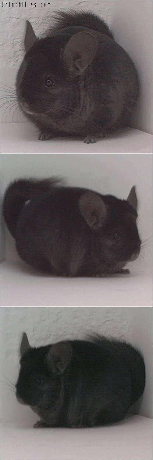 1828 Show Quality Ebony Female Chinchilla