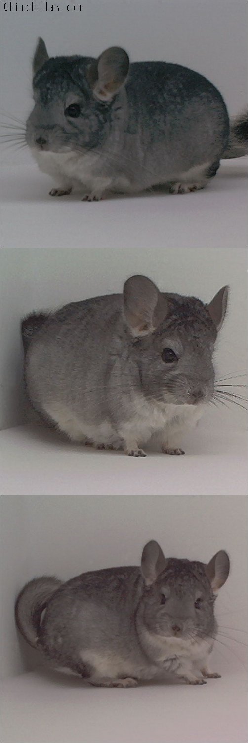 1822 Standard ( Sapphire Carrier ) Male Chinchilla