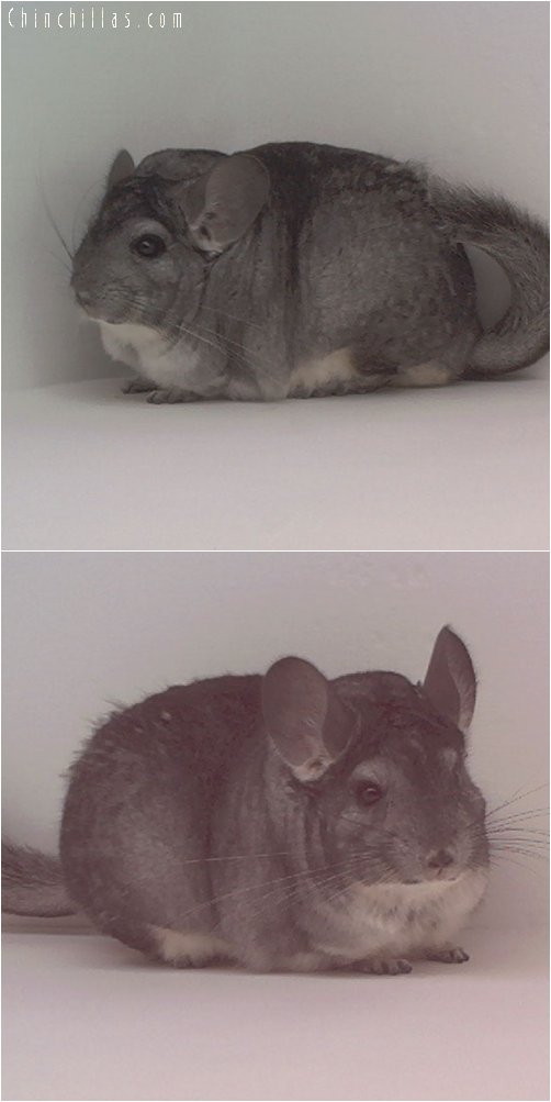 1832 Extra Large Standard Female Chinchilla