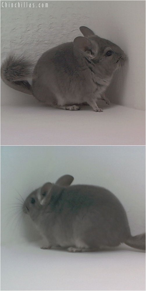 1820 Violet ( Ebony Carrier ) Male Chinchilla