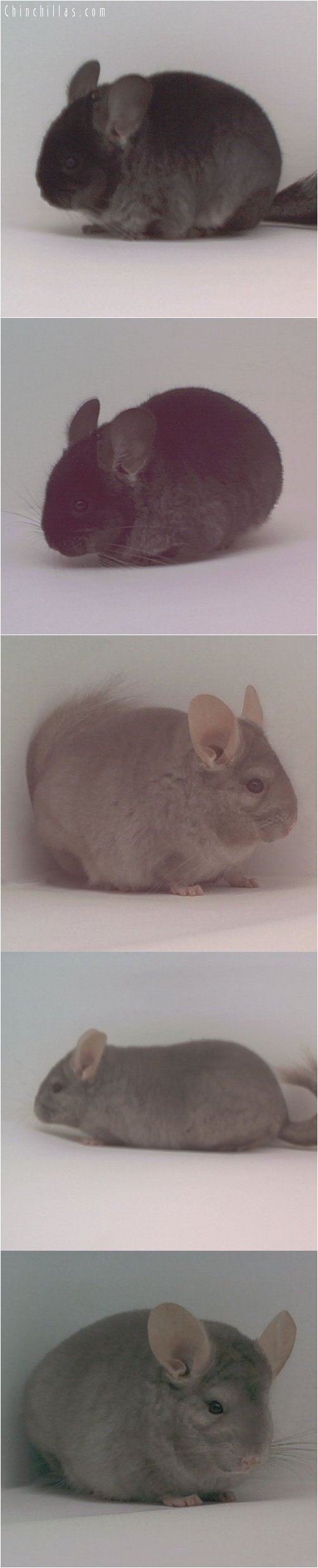 Lot 42 Proven Show Tan Male Chinchilla & TOV ( Ebony Carrier ) Female Chinchilla