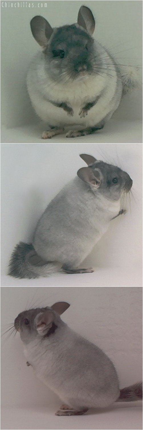 1824 Show Quality TOV White Male Chinchilla w/ Body Spot