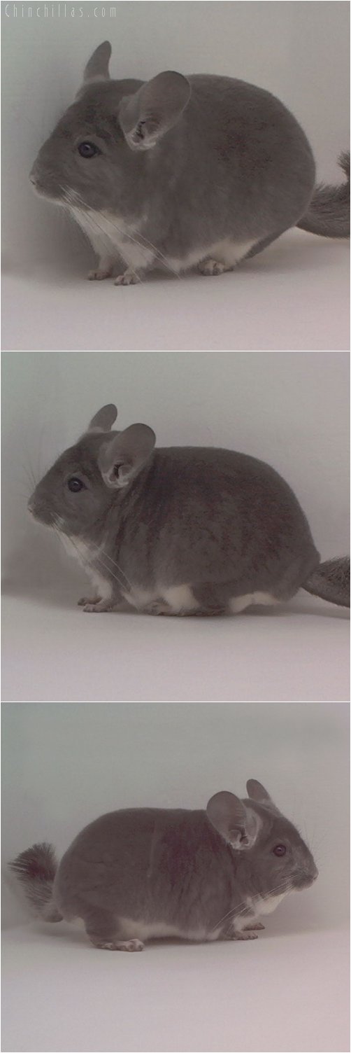 1845 ECBC 1st Place Violet Male Chinchilla