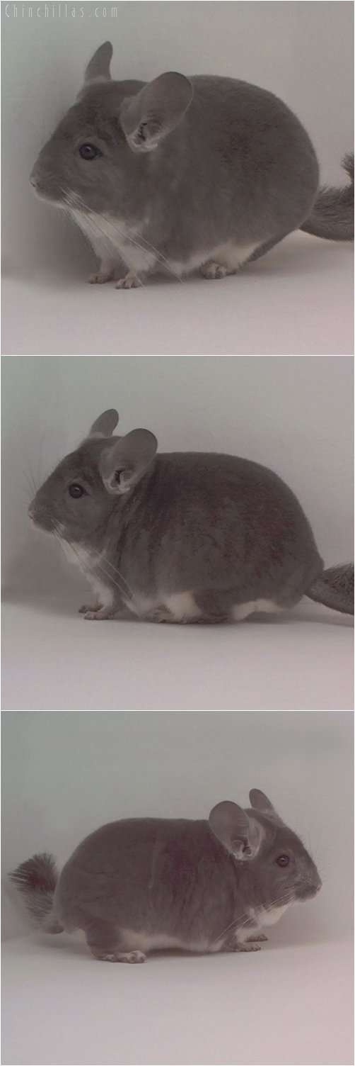 1845 ECBC 1st Place Violet Male Chinchilla