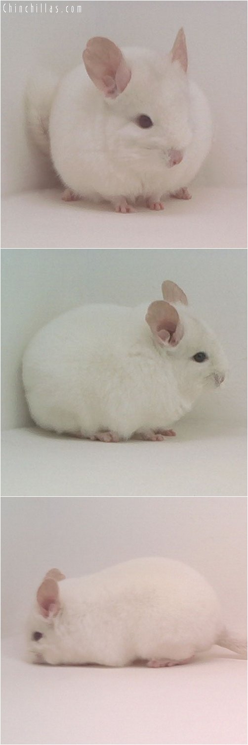 1848 Show Quality Pink White Female Chinchilla