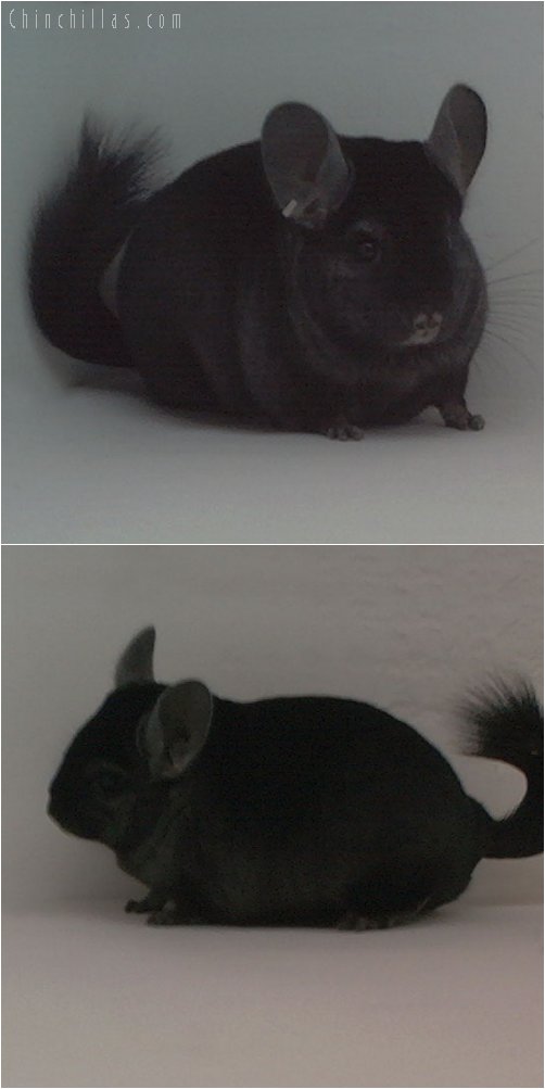 1844 Show Quality Ebony Female Chinchilla