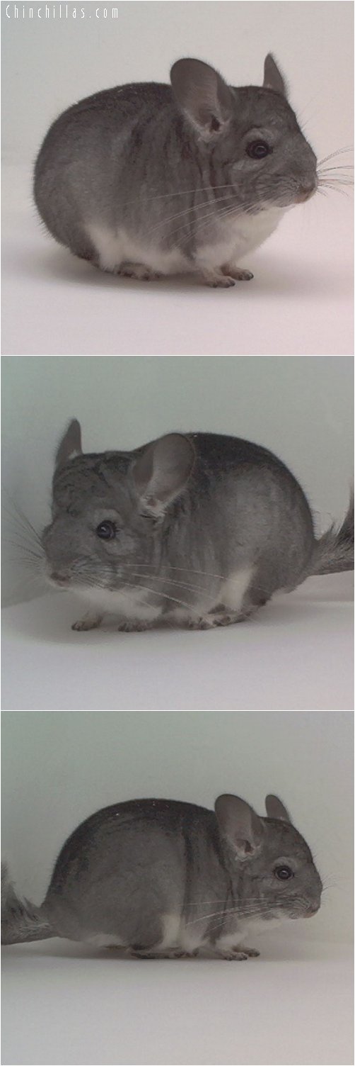 1817 Standard ( Sapphire Carrier ) Male Chinchilla