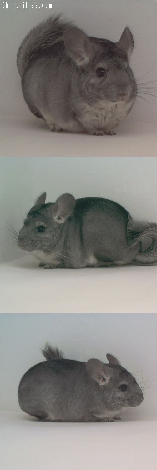 1798 Standard ( Violet Carrier ) Female Chinchilla