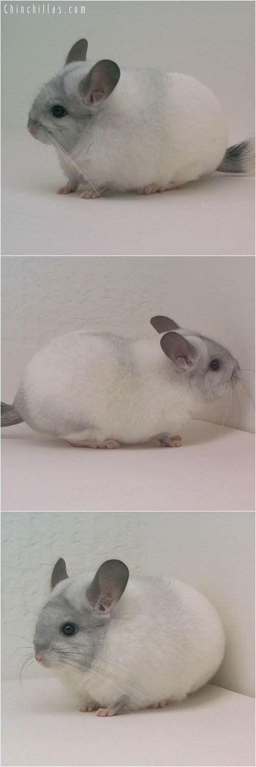 1847 Top Show Quality Mosaic Female Chinchilla