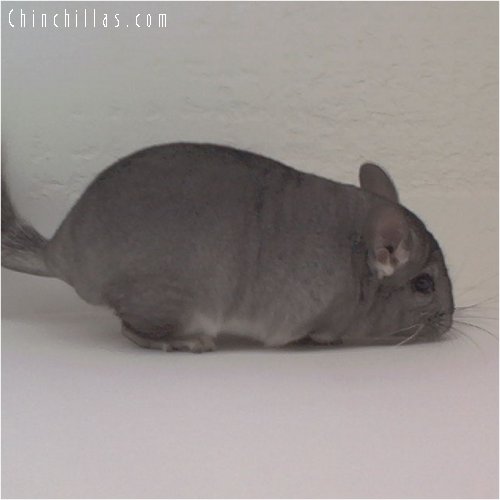 1851 Standard ( Sapphire Carrier ) Female Chinchilla