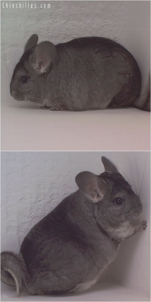 1809 Top Show Quality Standard Female Chinchilla