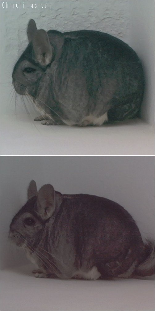 1787 Show Quality Extra Large Standard Male Chinchilla